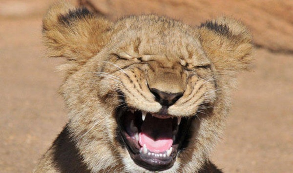 laughing-lion